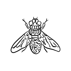 Fly insect illustration black and white clipart