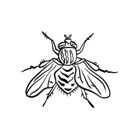 Fly insect illustration black and white clipart