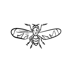 Free fly insect black and white clipart
