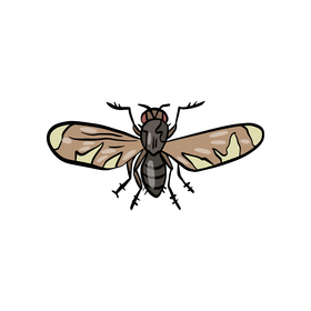 Free fly insect clipart