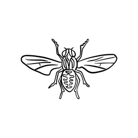 Fly insect free drawing black and white clipart