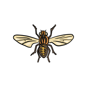 Fly insect free drawing clipart