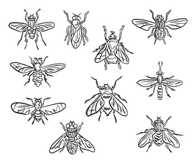Fly insects black and white vector