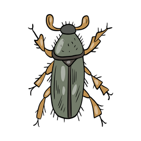 Free leaf beetle clipart