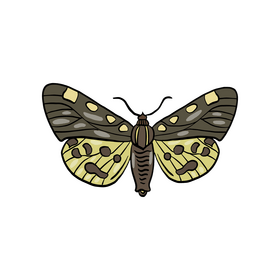 Free butterfly insect clipart