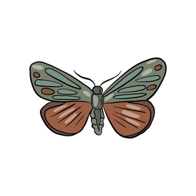 Butterfly insect clipart