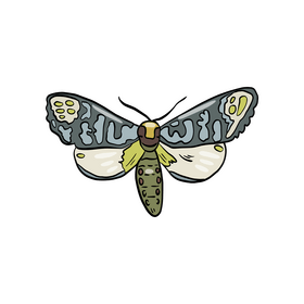 Butterfly illustration clipart