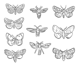 Butterflies black and white vector