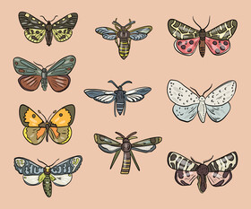 Butterflies vector