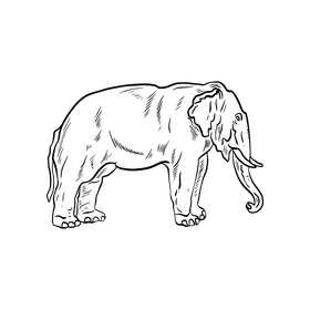 Elephant animal drawing black and white clipart
