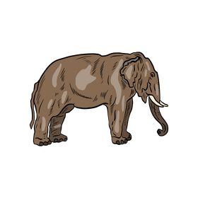 Elephant animal drawing clipart