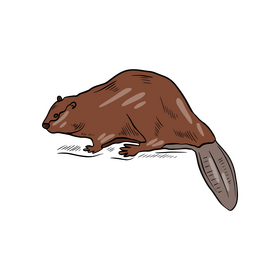 Free beaver animal clipart