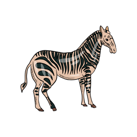 Cute zebra animal drawing clipart