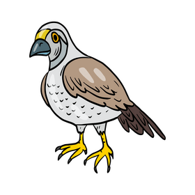 Hawk bird clipart
