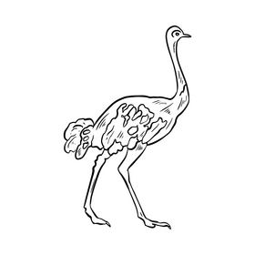 Ostrich struthio black and white clipart