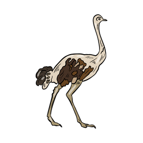 Ostrich struthio clipart