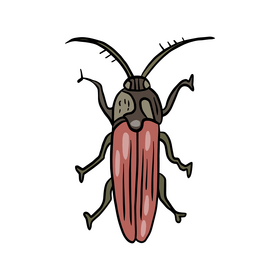 Beetle insect clipart