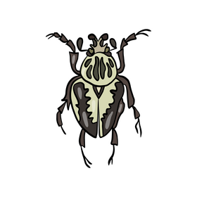Beetle insect clipart