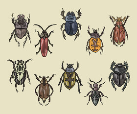 Free beetles vector