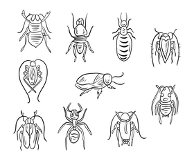 Crawling insects black and white vector