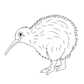 Kiwi bird black and white clipart