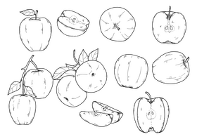 Apple drawing set black and white vector