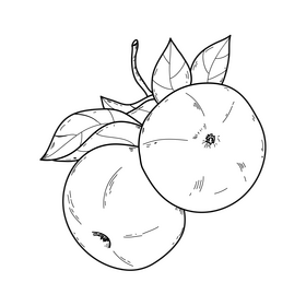Red apples drawing black and white clipart
