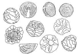 Cabbage drawing set black and white vector