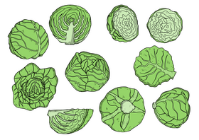 Cabbage drawing set vector