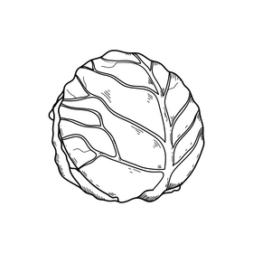 Cabbage drawing black and white clipart