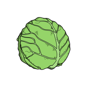 Cabbage drawing clipart