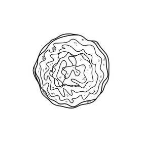 Cabbage realistic drawing black and white clipart