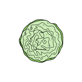 Cabbage realistic drawing clipart