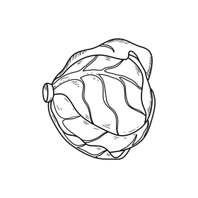 Cabbage vegetable drawing black and white clipart