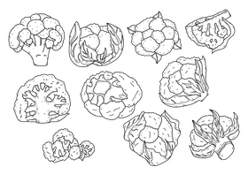 Cauliflower drawing set black and white vector