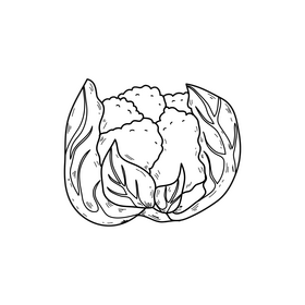 Cauliflower realistic drawing black and white clipart