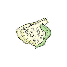 Cauliflower slice drawing clipart