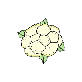 Cauliflower drawing clipart