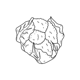 Cauliflower realistic drawing black and white clipart