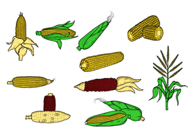 Corn drawing set vector