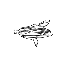 Corn drawing black and white clipart