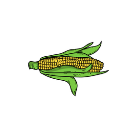 Corn drawing clipart