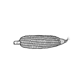 Corn sketch black and white clipart