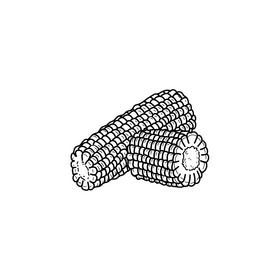 Corn realistic black and white clipart