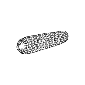 Corn black and white clipart