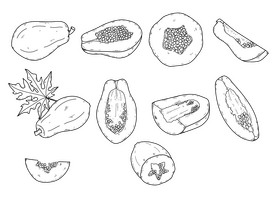 Papaya drawing set black and white vector