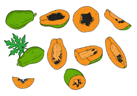 Papaya drawing set vector