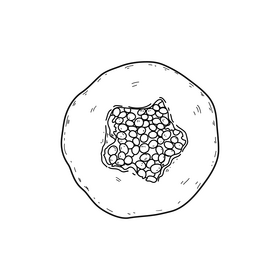 Papaya cut in half drawing black and white clipart