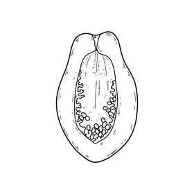 Papaya fruit black and white clipart