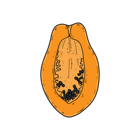 Papaya fruit clipart